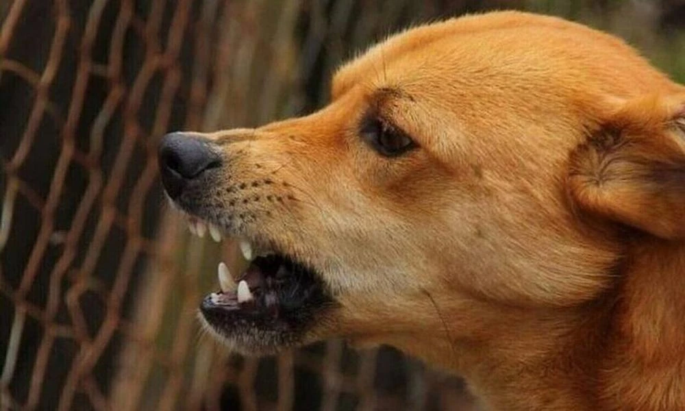 Πρέβεζα: Αδέσποτος σκύλος επιτέθηκε σε 16χρονο - Στο νοσοκομείο το παιδί
